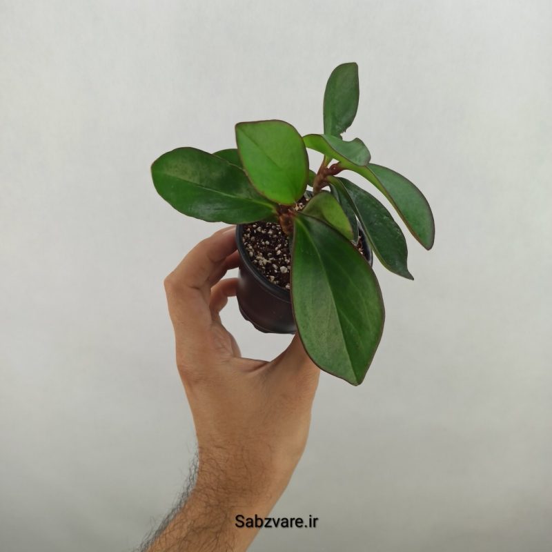 قاشقی بلک (17680)