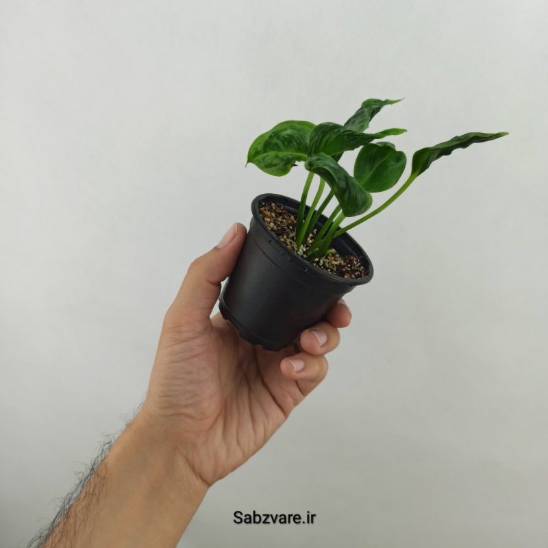 پتوس شانگریلا (17669)