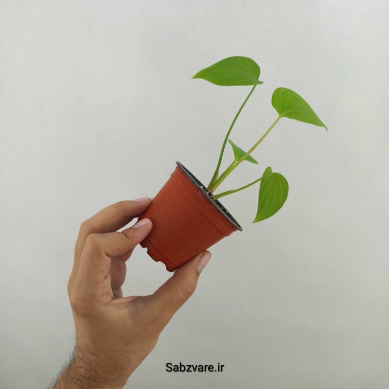 هومالومنا مگی (17667)