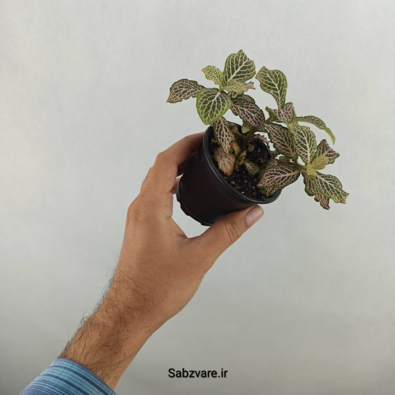 فیتونیا صورتی (17728)