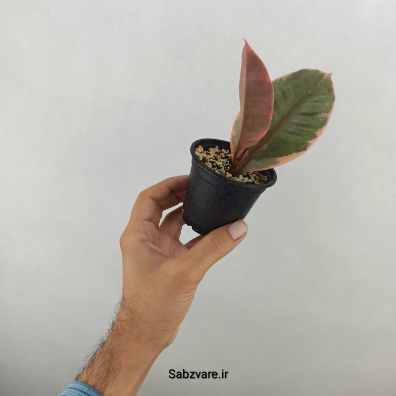 فیکوس شرابی (17725)