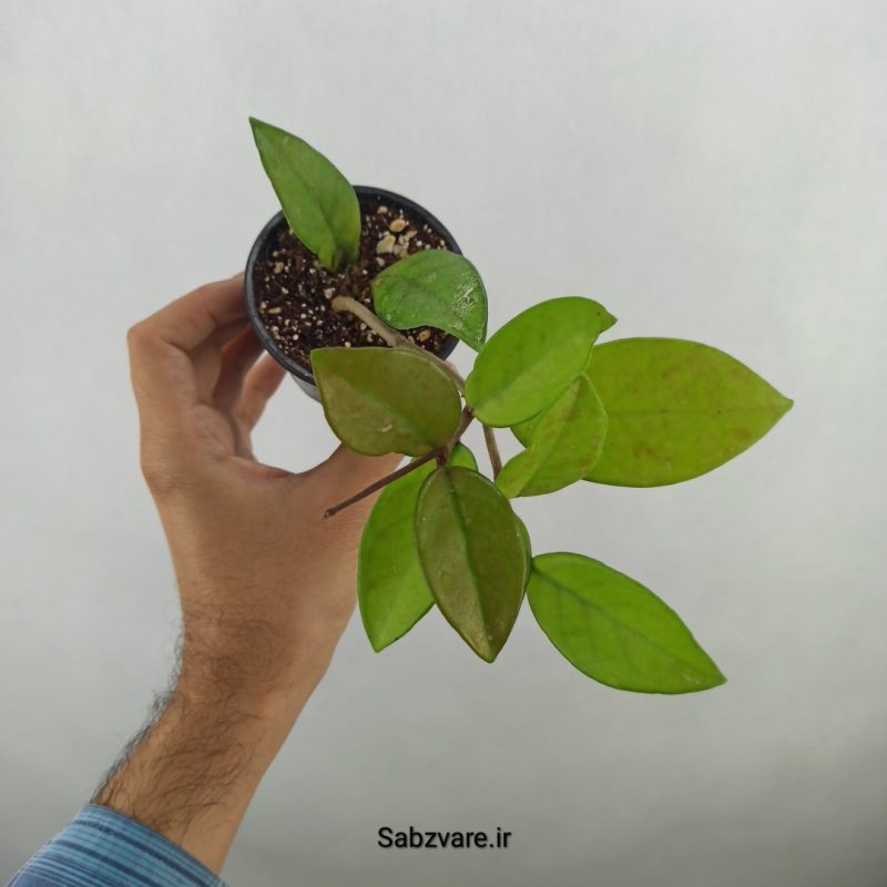 هویا کارنوزا (17716)