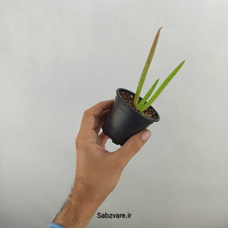 آلوئه ورا (17706)