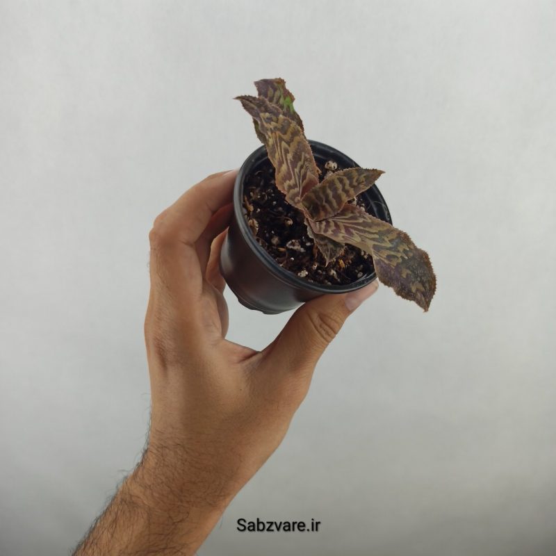 کریپتانتوس فوستریانوس (17698)