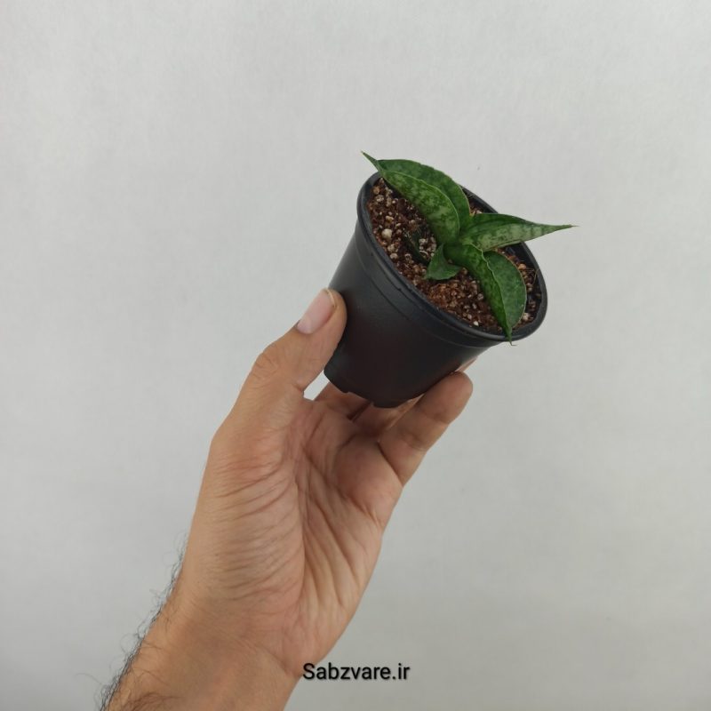 سانسوریا بونسل (17695)