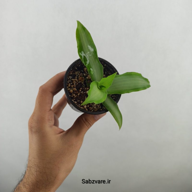 ستاره درخشان (17694)