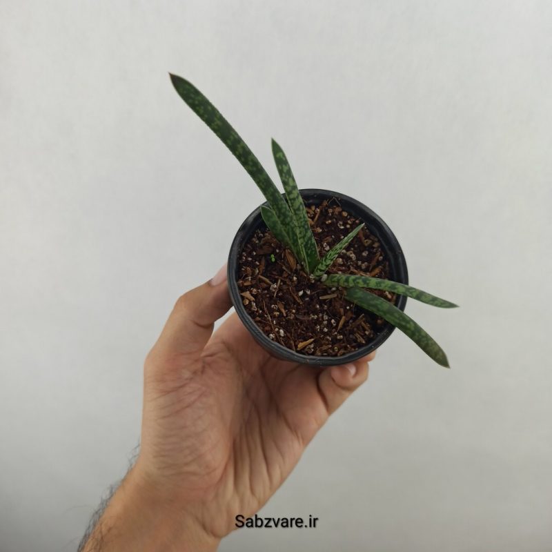 گاستریا فالاکس (17693)