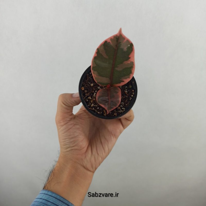 فیکوس شرابی (17691)