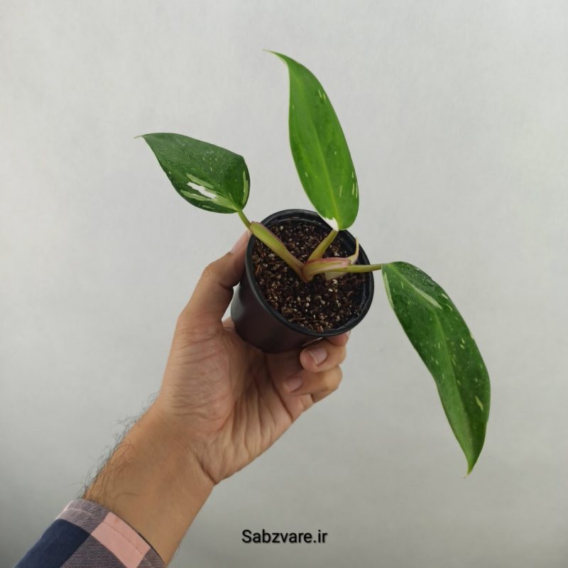 فیلودندرون وایت پرنسس (17753)