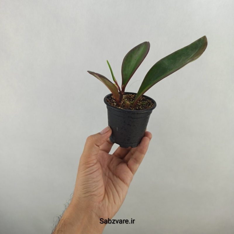 قاشقی بلک (17751)