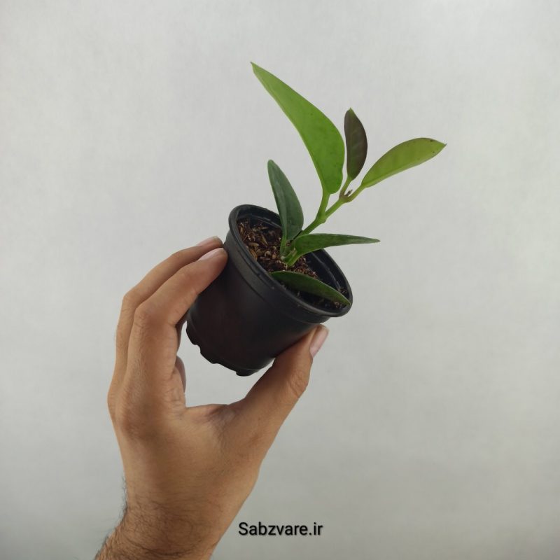 هویا لیزا سبز (17750)