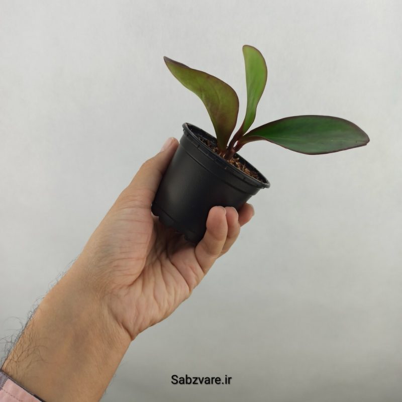 قاشقی بلک (17827)