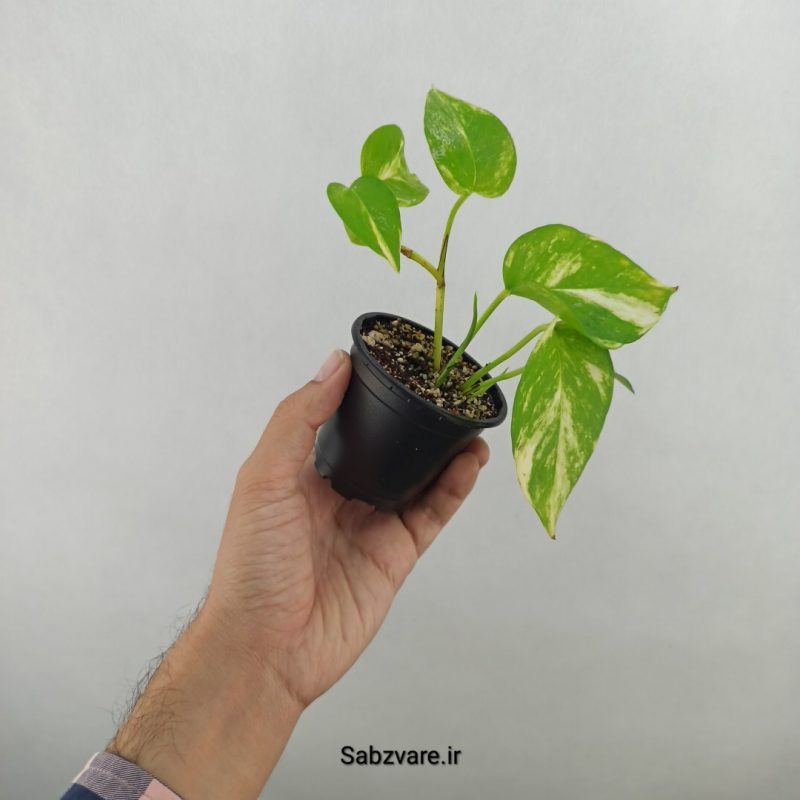 پتوس ابلق (17808)