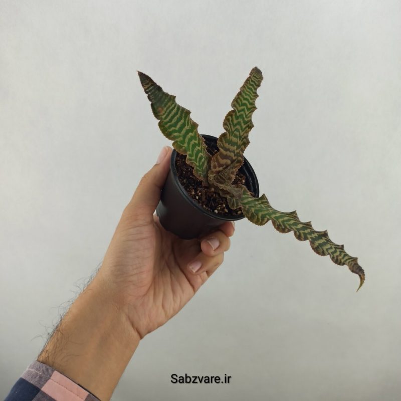 کریپتانتوس فوستریانوس (17806)