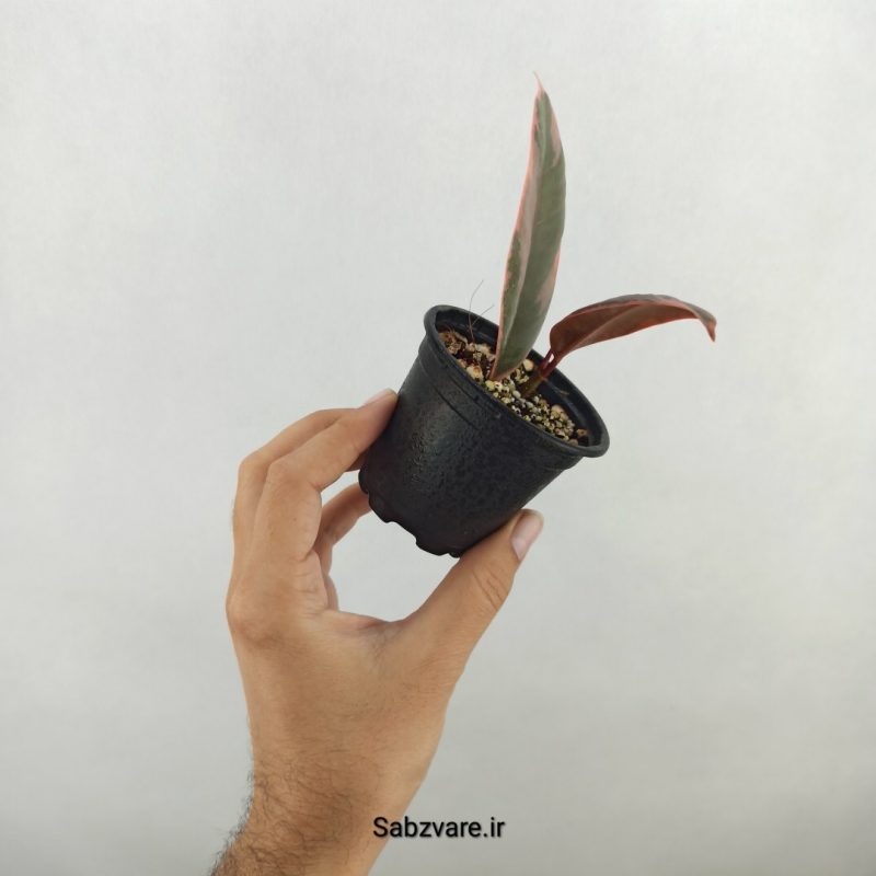 فیکوس شرابی (17794)