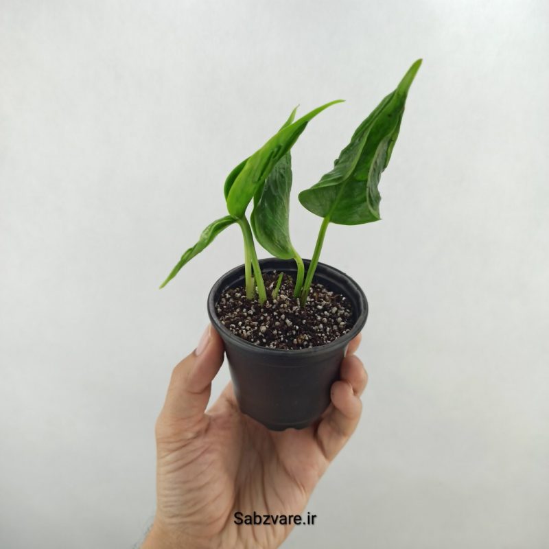 پتوس شانگریلا (17789)