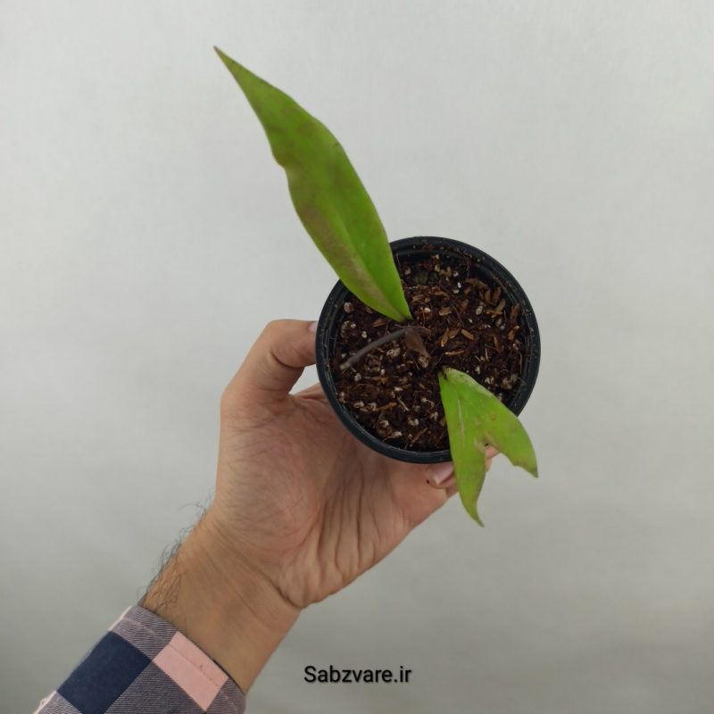 هویا رویال هاوایین (17842)