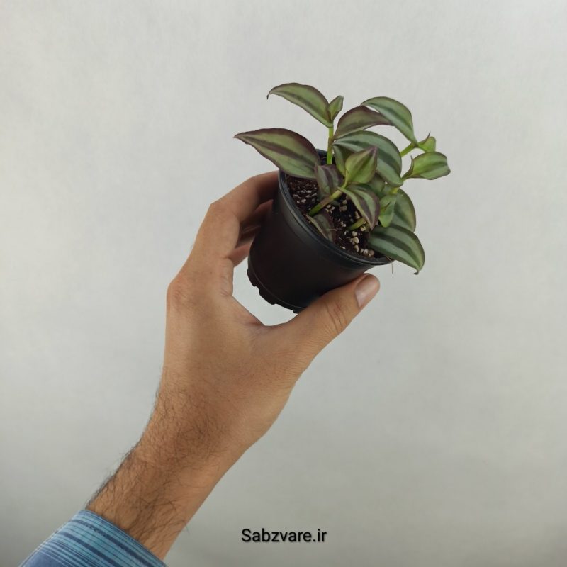 برگ بیدی زبرینا (17901)