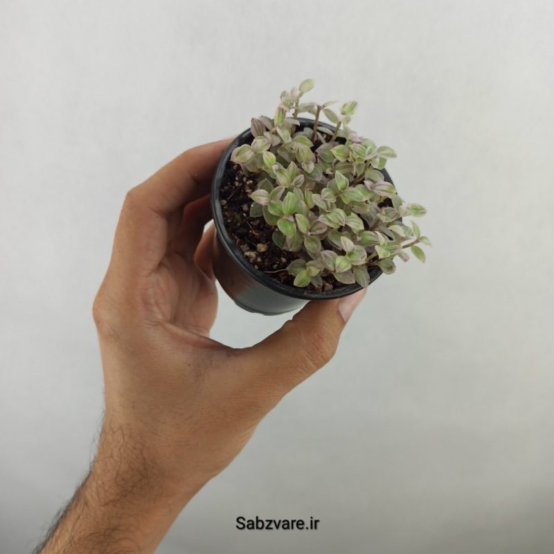 چمن کالیسیا صورتی (17889)