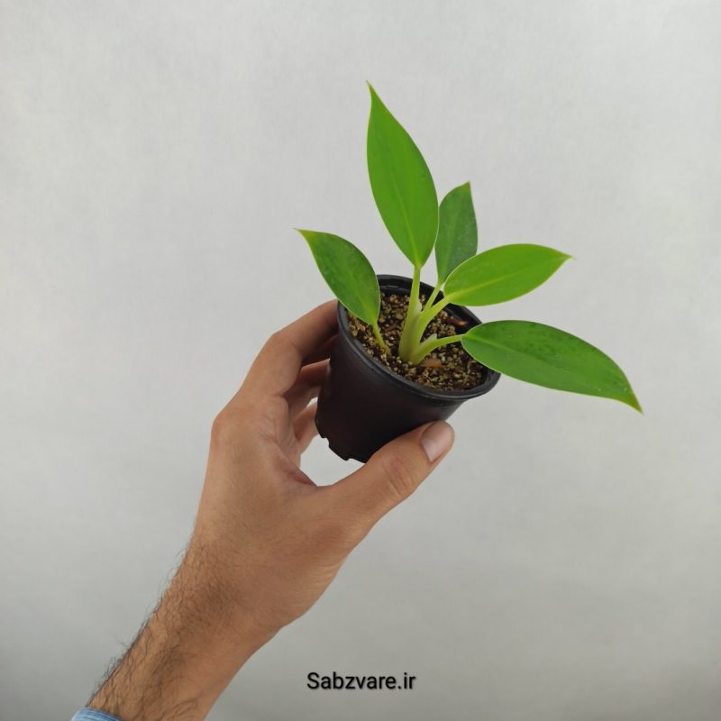 فیلودندرون برکین (17884)