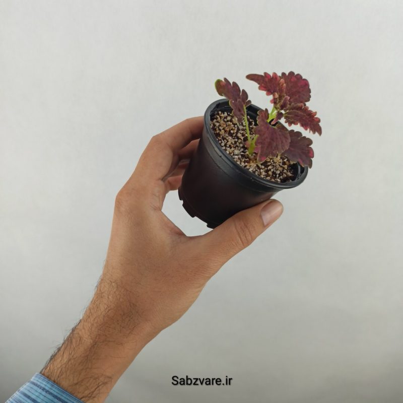 حسن یوسف (17874)