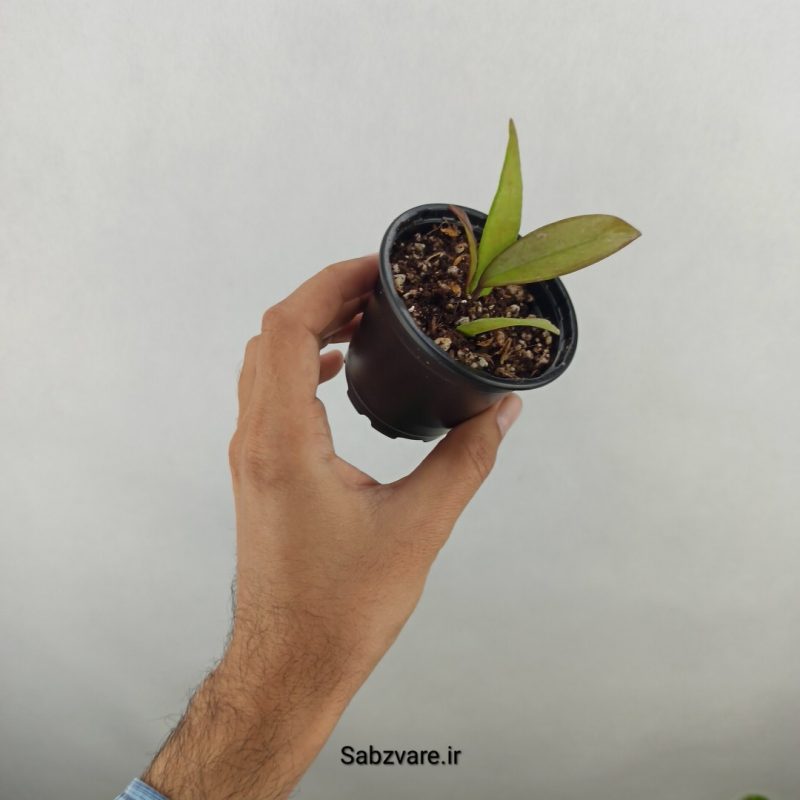 هویا رویال هاوایین (17868)