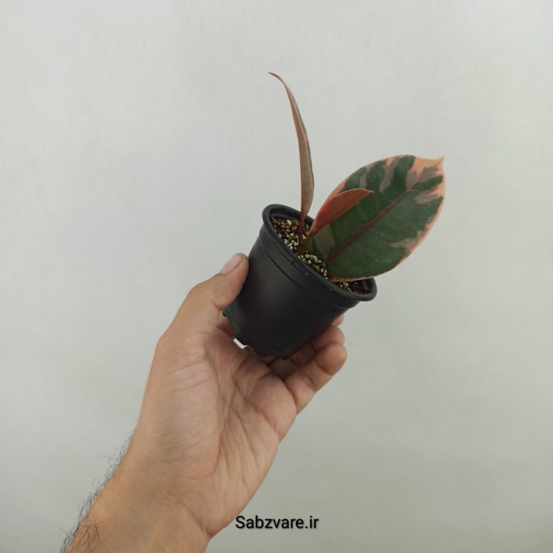 فیکوس شرابی (17922)