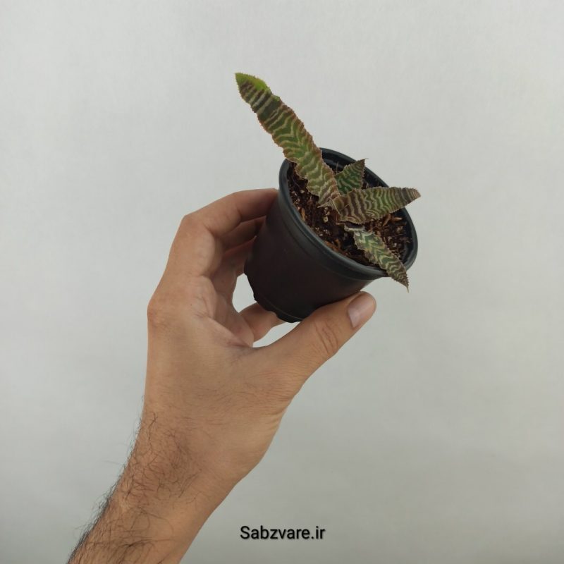 کریپتانتوس فوستریانوس (17921)