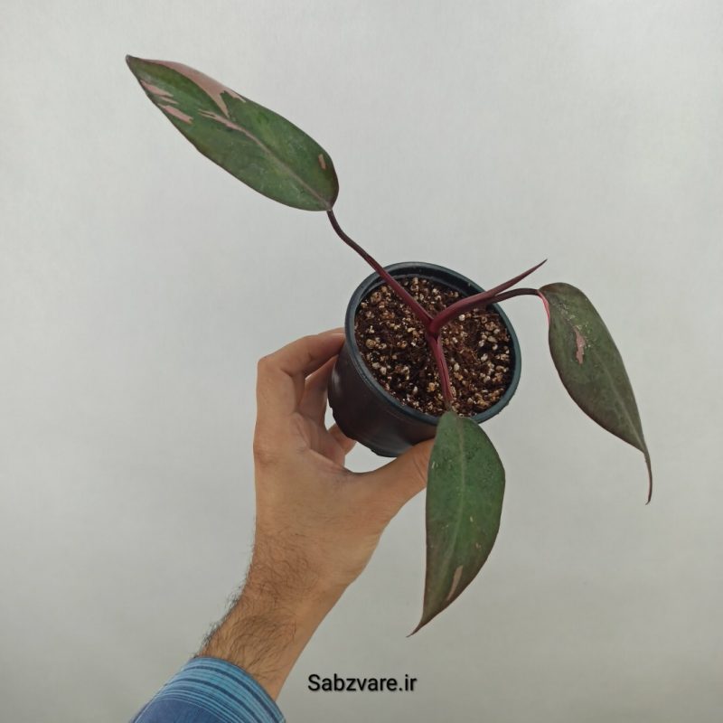 فیلودندرون پینک پرنسس (17909)