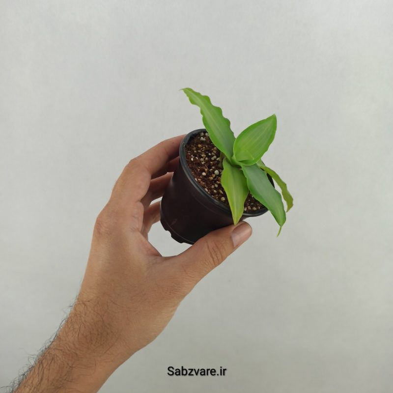 ستاره درخشان (17939)