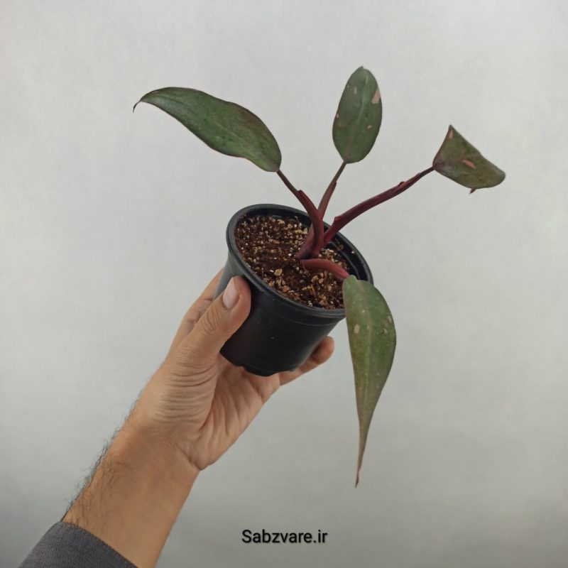 فیلودندرون پینک پرنسس (17935)