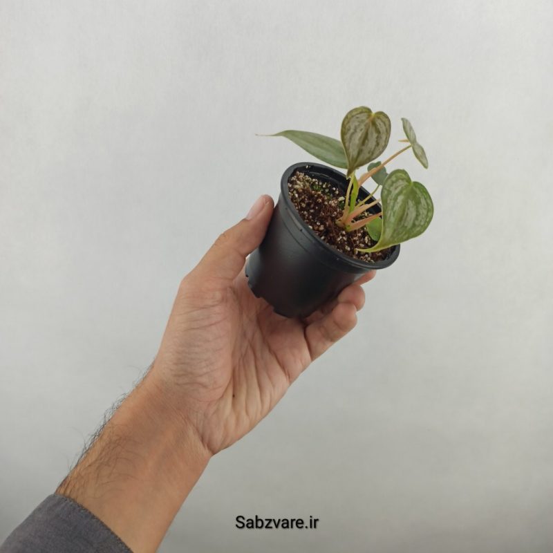 فیلودندرون برندتیانوم (17934)