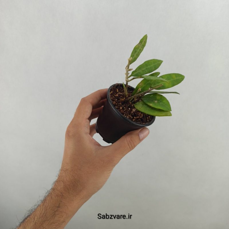 هویا الیپتیکا (17927)