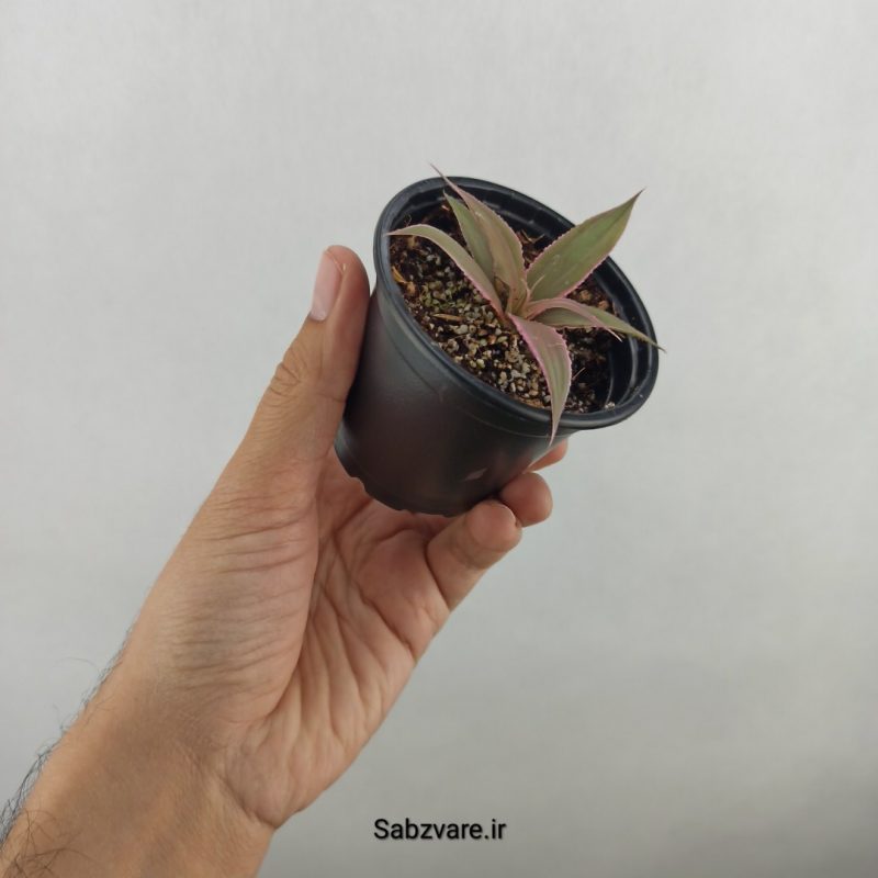 کریپتانتوس صورتی (17926)