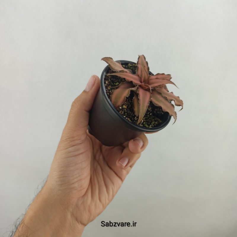 کریپتانتوس بیویتاتوس (17960)