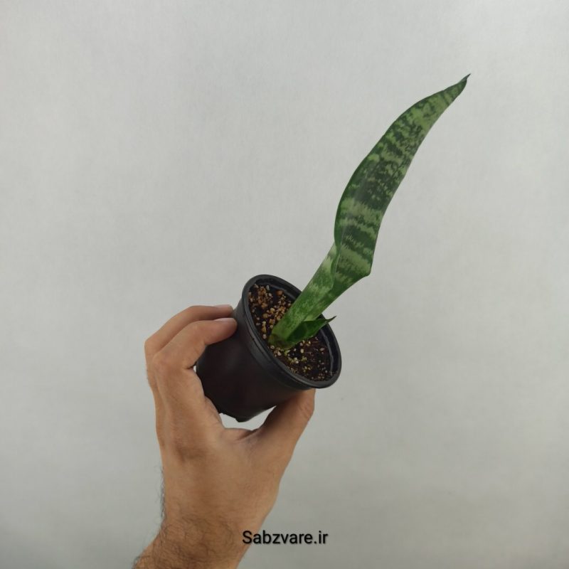 سانسوریا آمریکن سبز (17957)