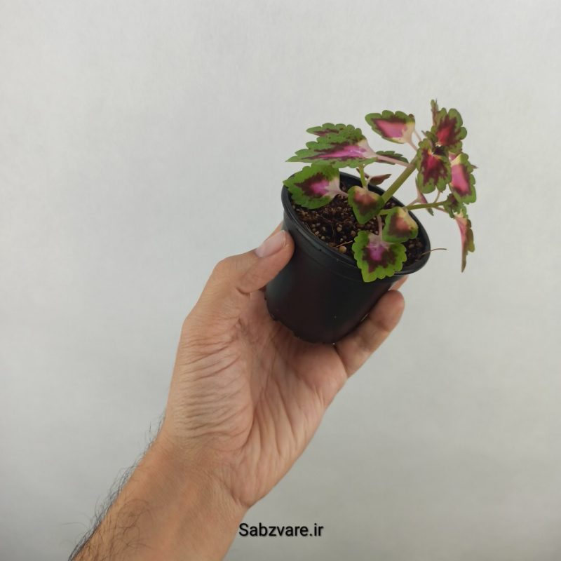 حسن یوسف (17956)