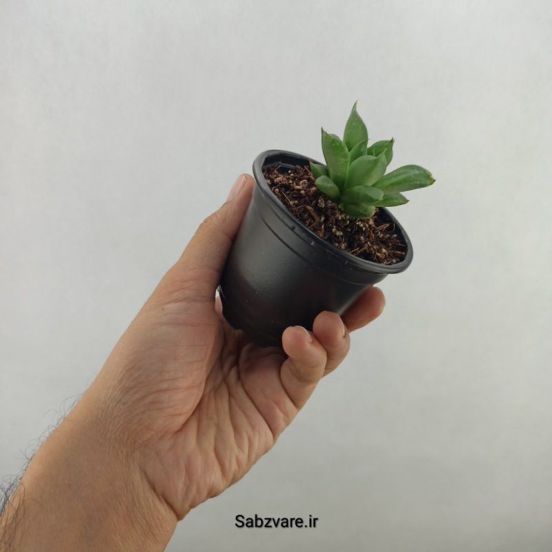 هاورتیا شیشه ای (18022)