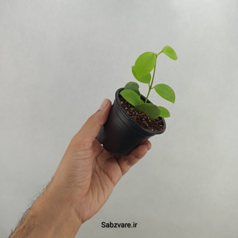 هویا دیپترا (18017)