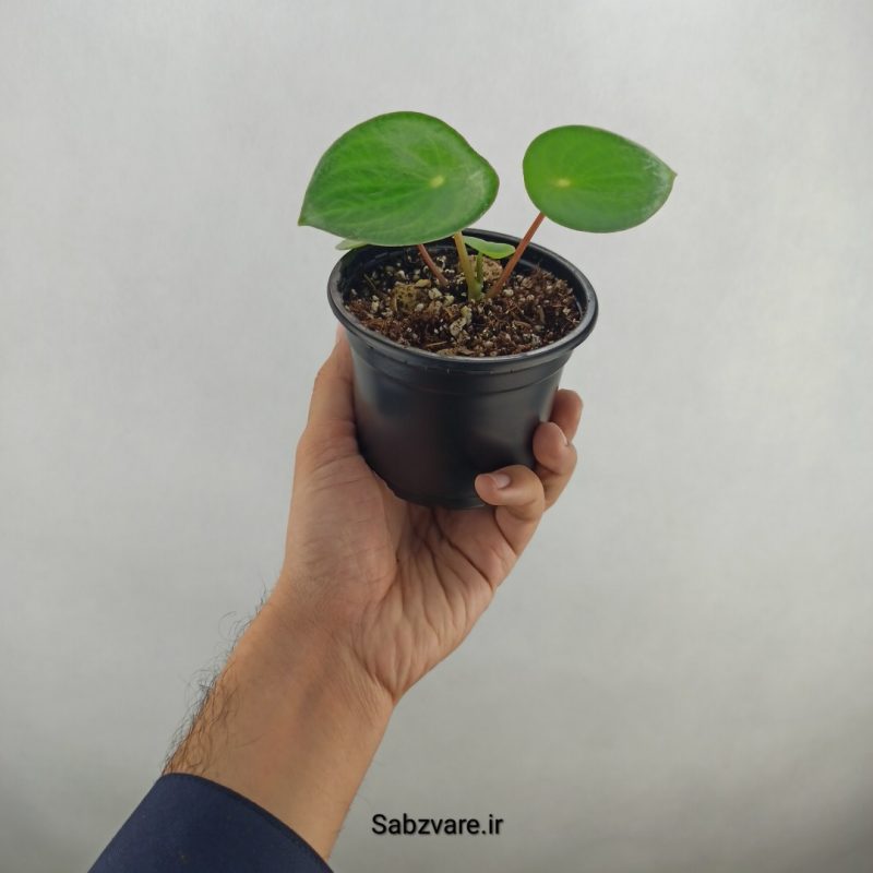 پپرومیا قطره باران (18008)