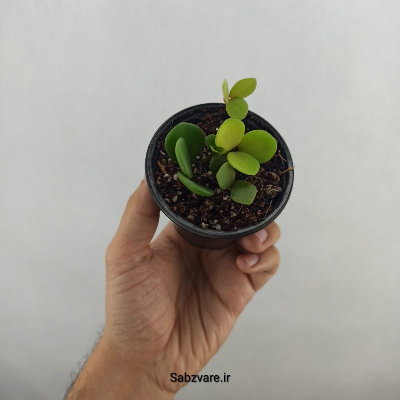 پپرومیا هوپ (17989)