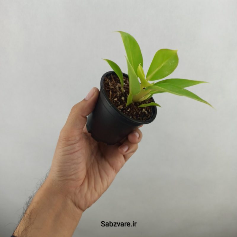 فیلودندرون لیمویی (17986)