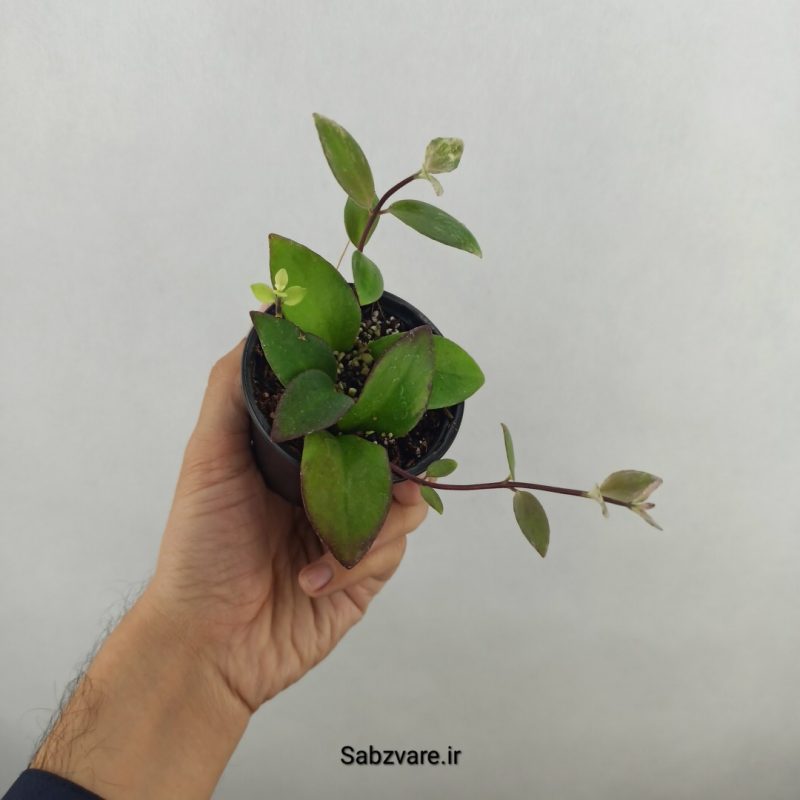 آشیانتوس رژ لبی ابلق (17981)