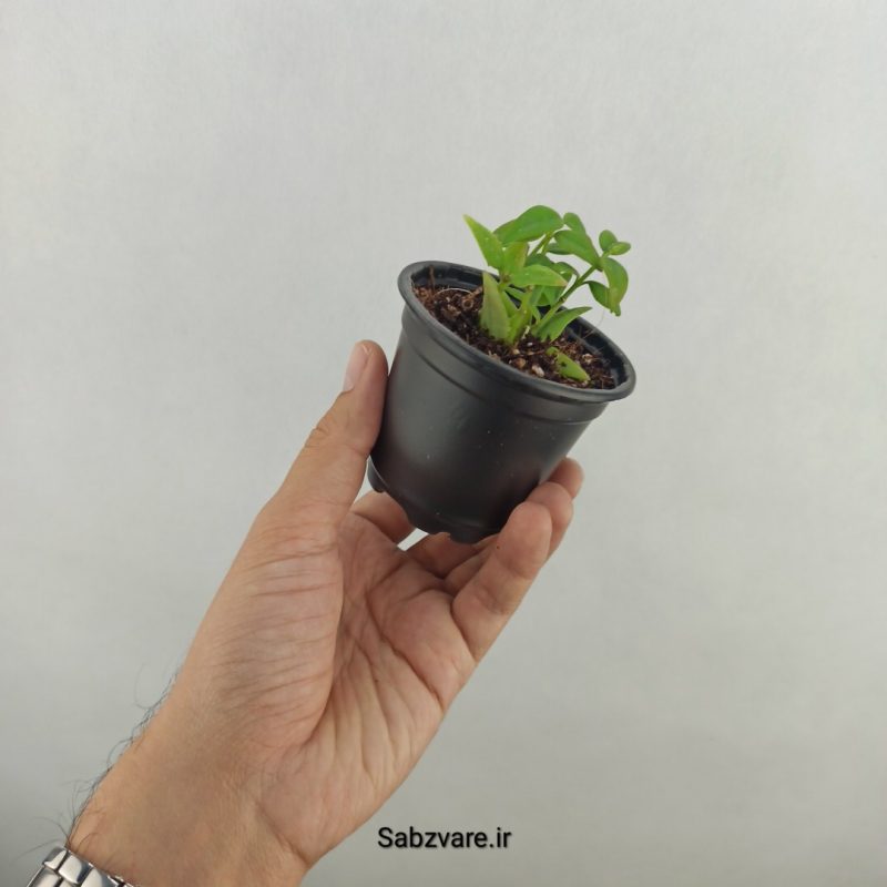 هویا بلا سبز (18067)