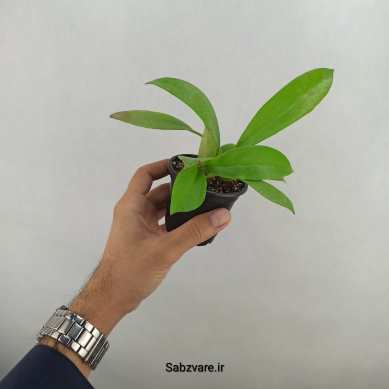 هویا بلک دراگون (18063)