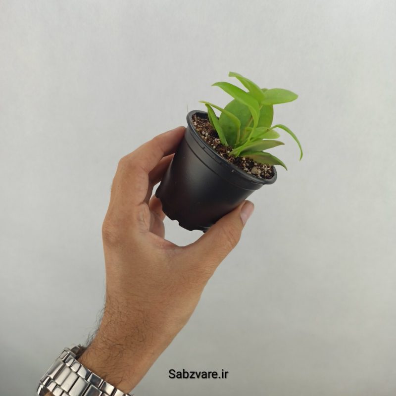 هویا دیپترا (18044)