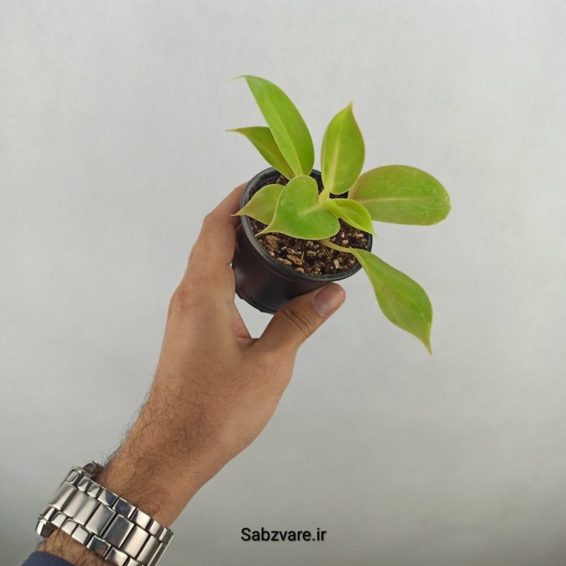 فیلودندرون لیمویی (18040)