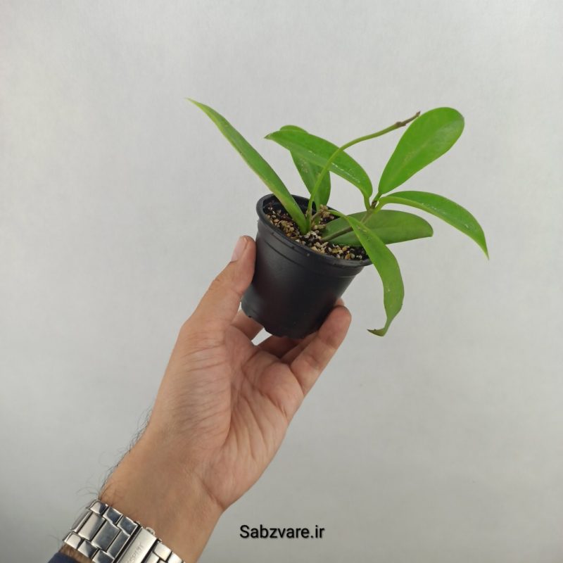 هویا بلک دراگون (18035)