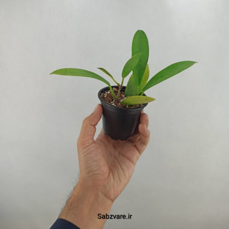 هویا بلک دراگون (18110)