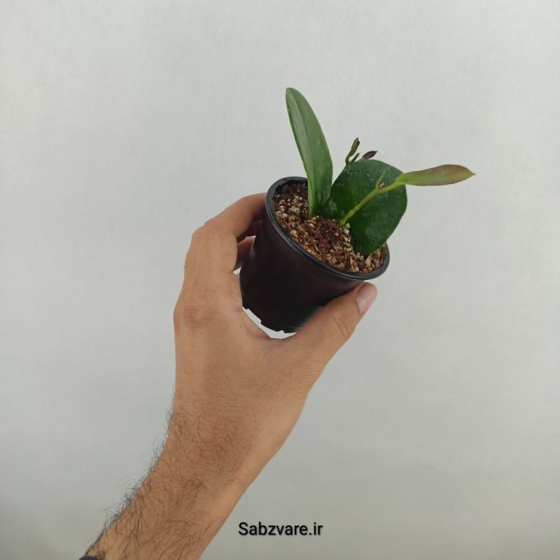 هویا لیزا سبز (18106)